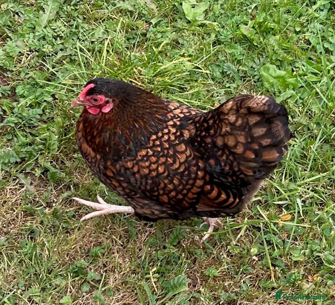 Chickens poultry for sale: Two Wyandotte Chickens For Sale - Image 4