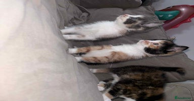 Mixed Breed cats - Advert 16