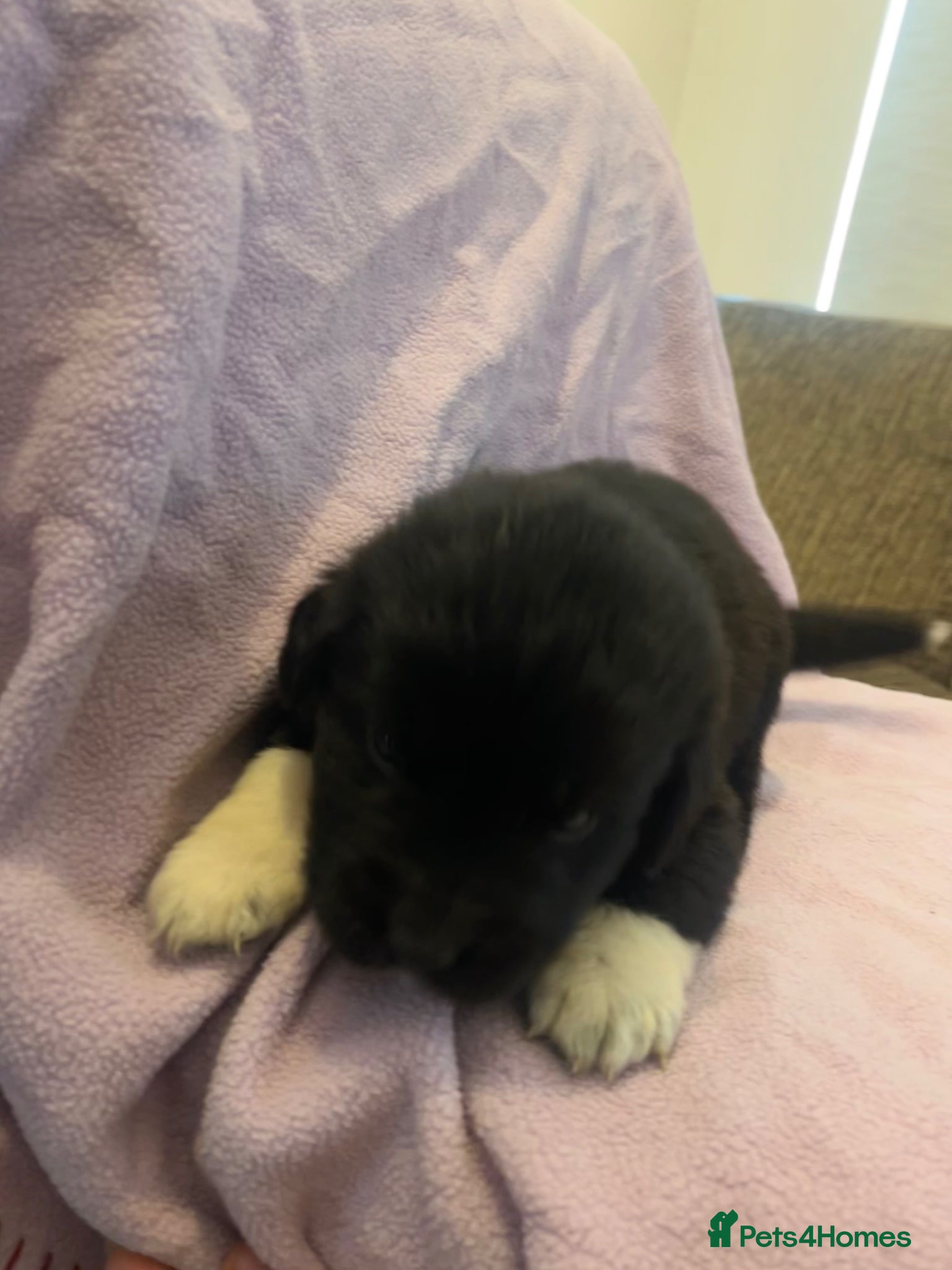 Mixed Breed dogs for sale: Black & landseer Newfoundland puppies  - Advert 17