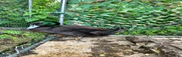 Ducks poultry for sale: Cayuga Cross drake - Advert 2