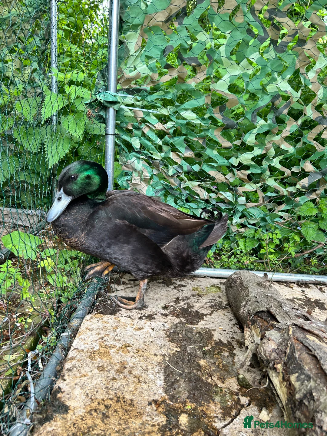 Ducks poultry for sale: Cayuga Cross drake - Advert 2