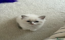 Ragdoll cats for sale: 🎀 Purebred European Ragdoll kittens 🎀  - Image 5
