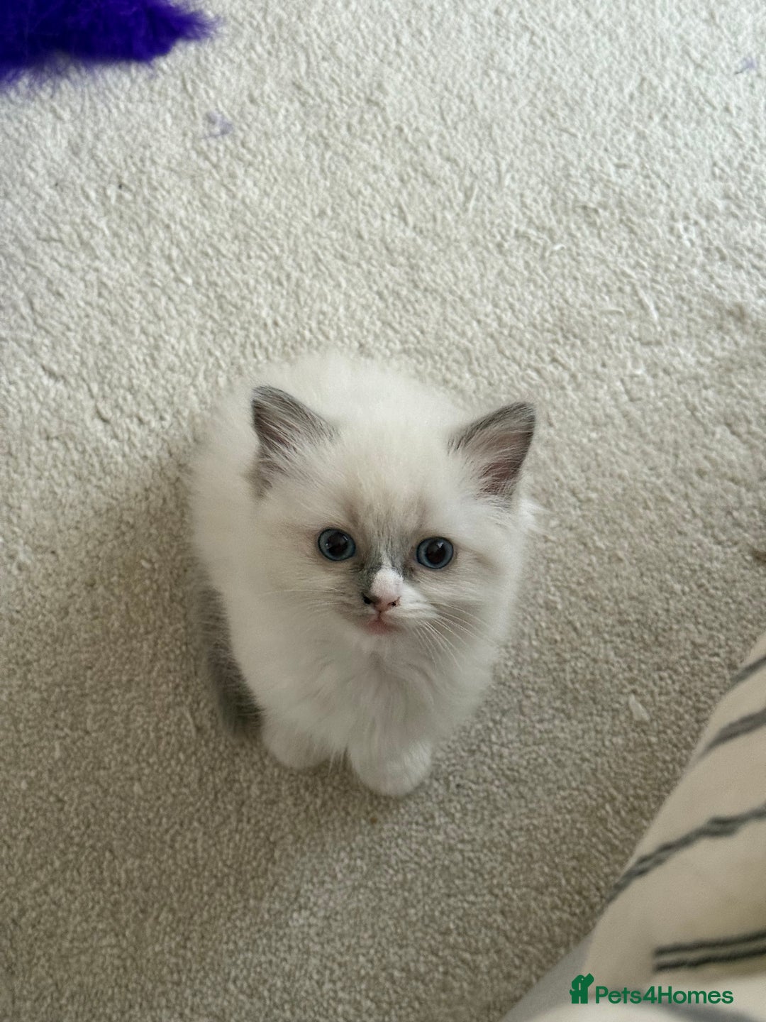Ragdoll cats for sale: 🎀 Purebred European Ragdoll kittens 🎀  - Image 5