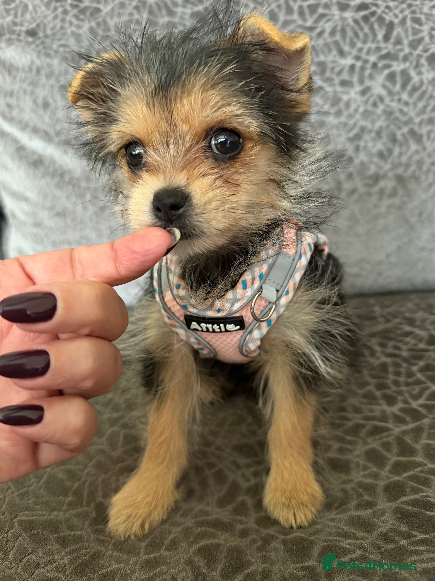 Yorkshire Terrier dogs Yorkshire Terrier Pup  - Advert 5