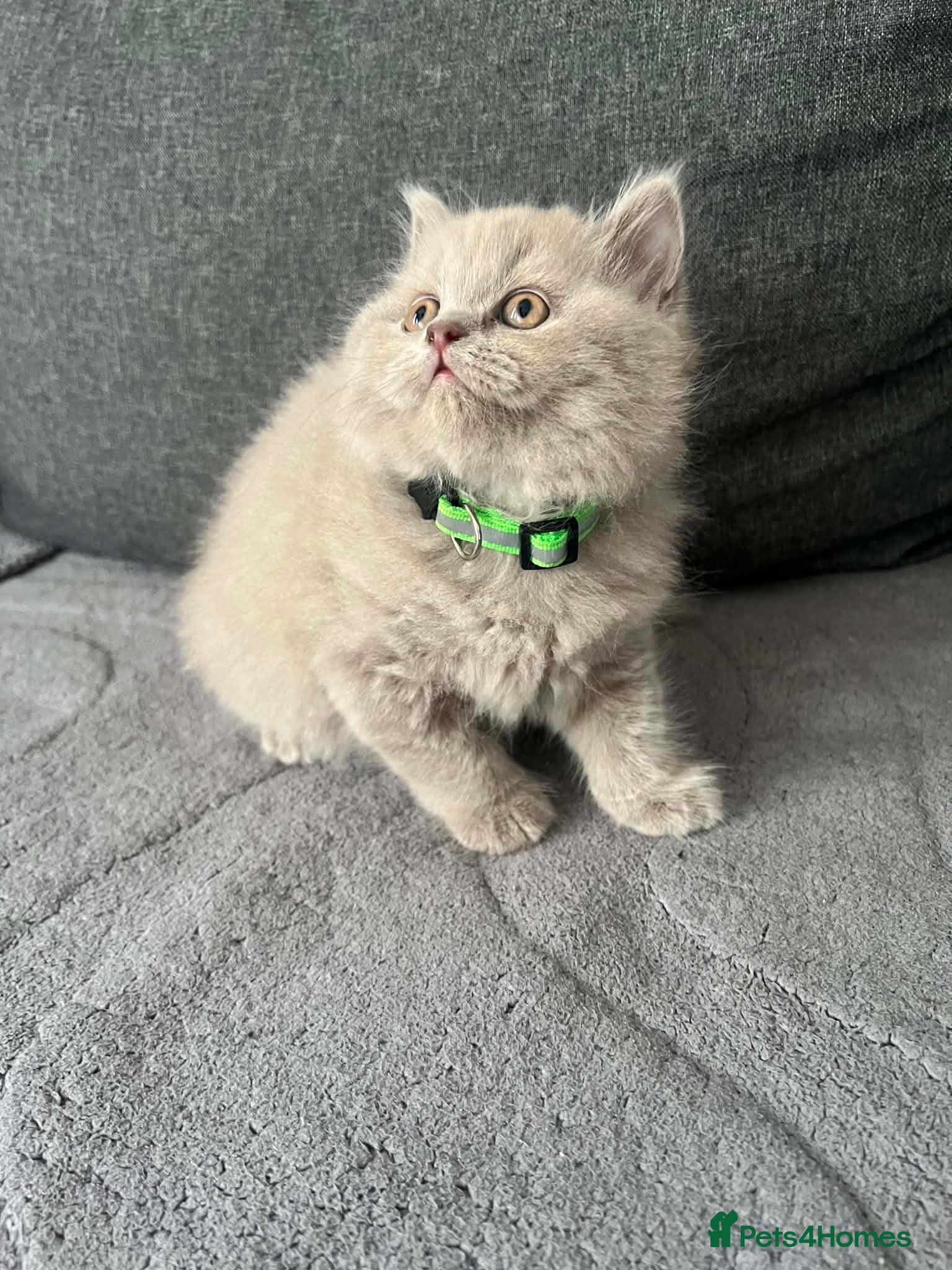 British Shorthair cats Left 1 adorable British shorthair kitten!!!… - Advert 2