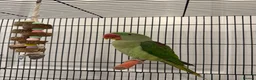 Parrots birds for sale: Very sweet Alexandrine female parrot in Watford - Advert 2