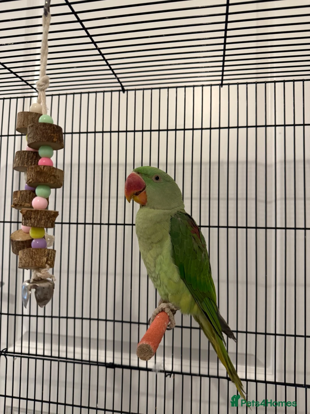 Parrots birds for sale: Very sweet Alexandrine female parrot in Watford - Advert 2