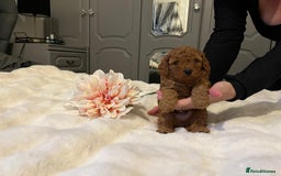 Cavapoo dogs for sale: ✨ Dark Red Cavapoo Puppies ✨** - Image 3