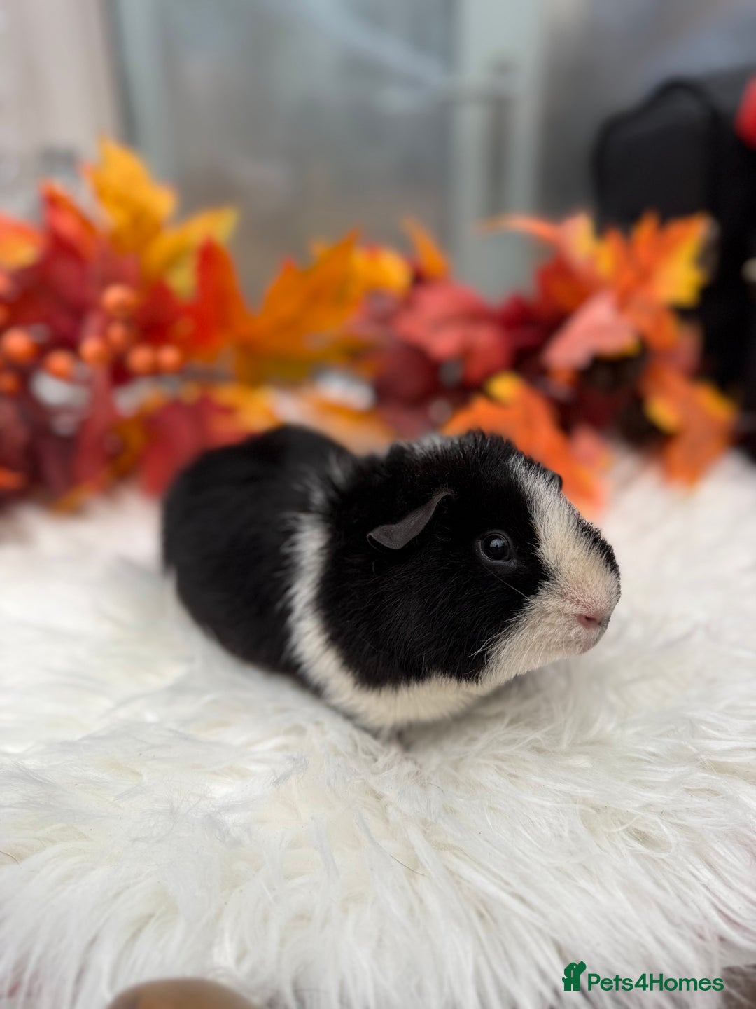 Guinea Pig rodents for sale: Teddy baby guineapig pair  - Advert 7