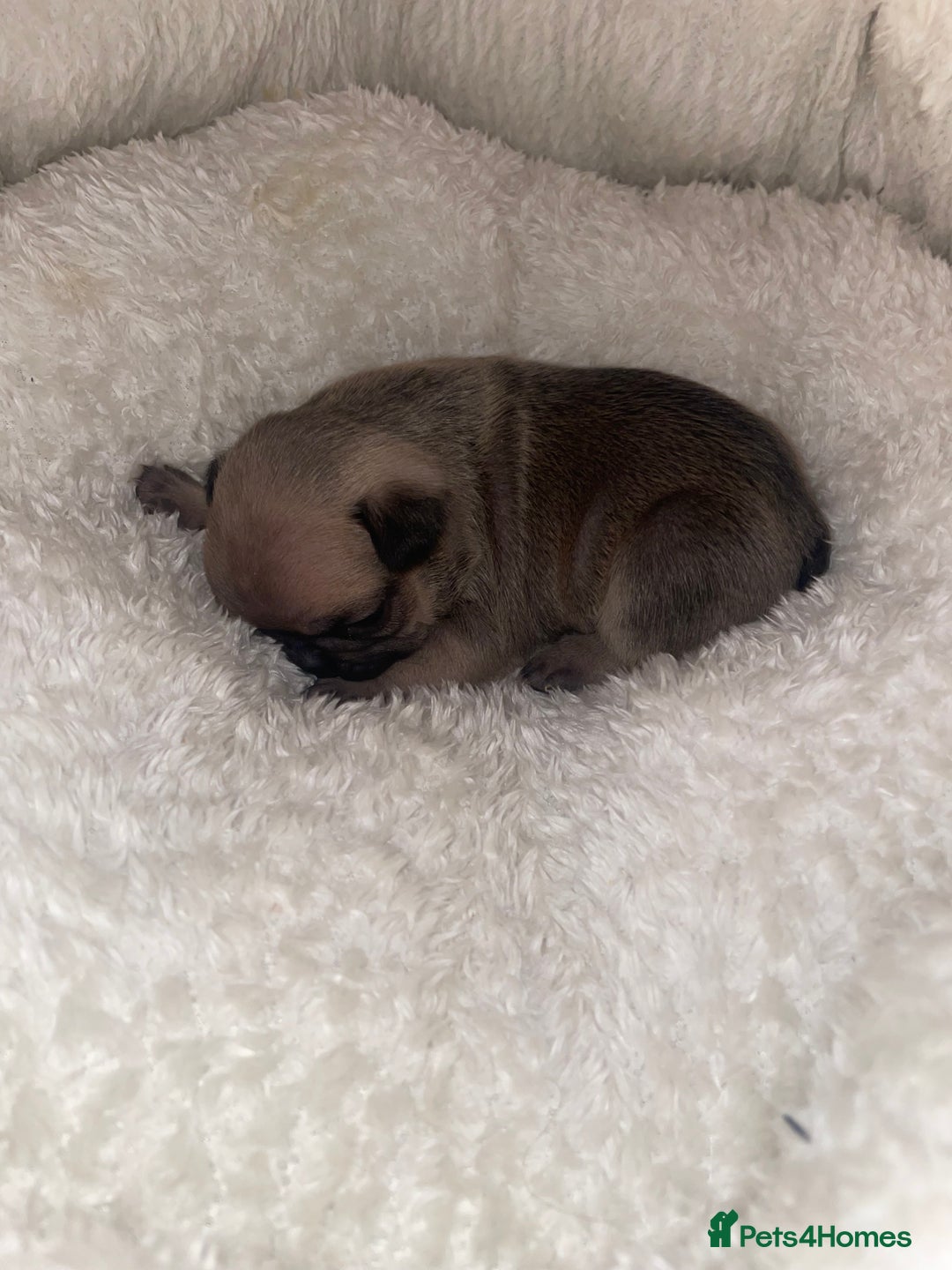 French Bulldog dogs for sale: French Bulldog Puppies - Advert 12