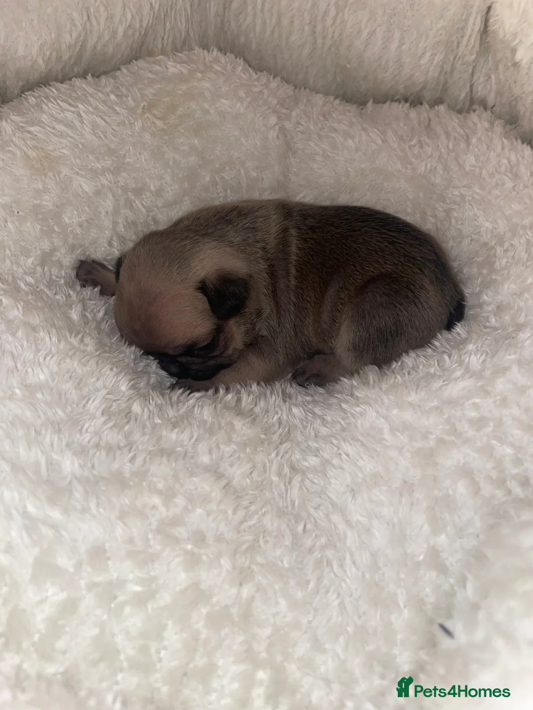 French Bulldog dogs for sale: French Bulldog Puppies - Advert 6