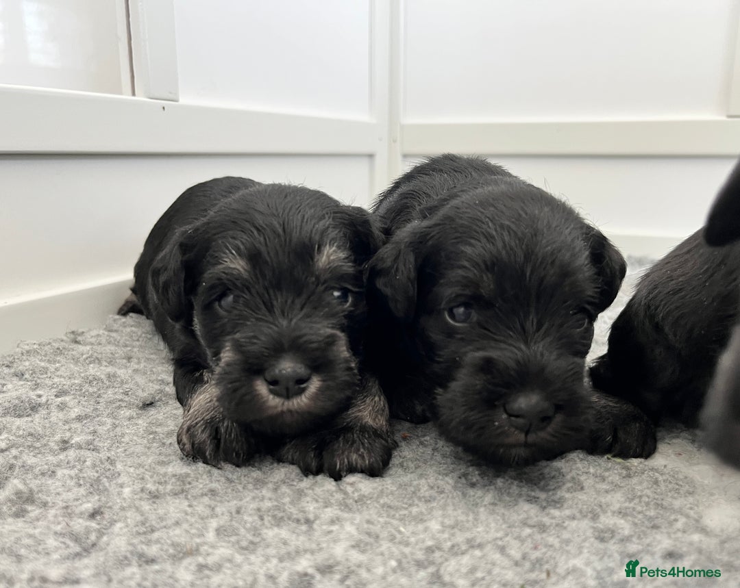 Miniature Schnauzer dogs for sale: Adorable black n silver Mini Schnauzer  - Image 6