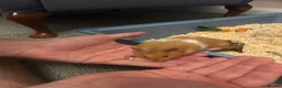Hamster rodents for sale: Syrian Hamster + Cage and accessories in Sutton Coldfield - Advert 3
