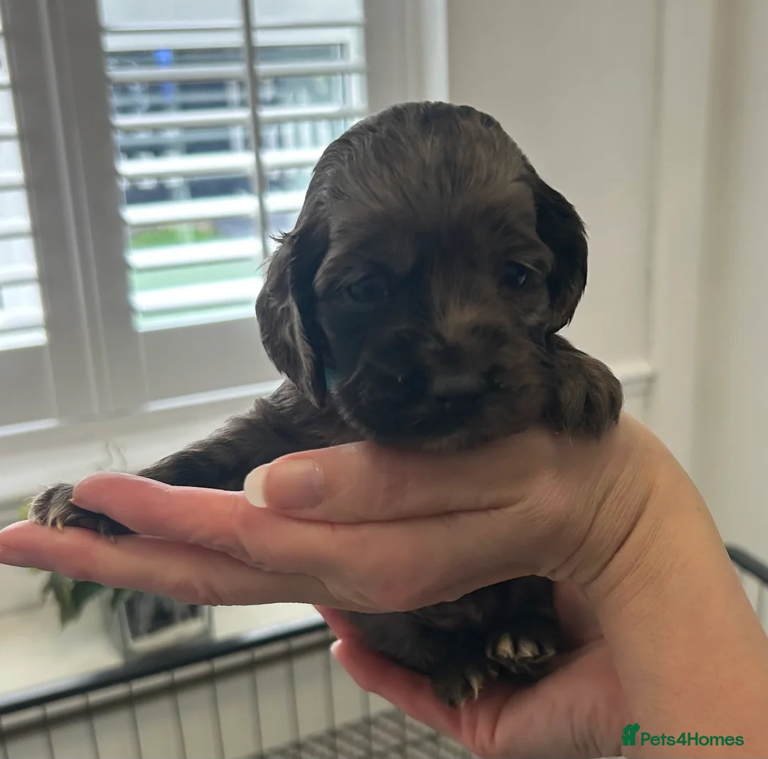 Cocker Spaniel dogs for sale: Beautiful cocker spaniel puppies  - Advert 5