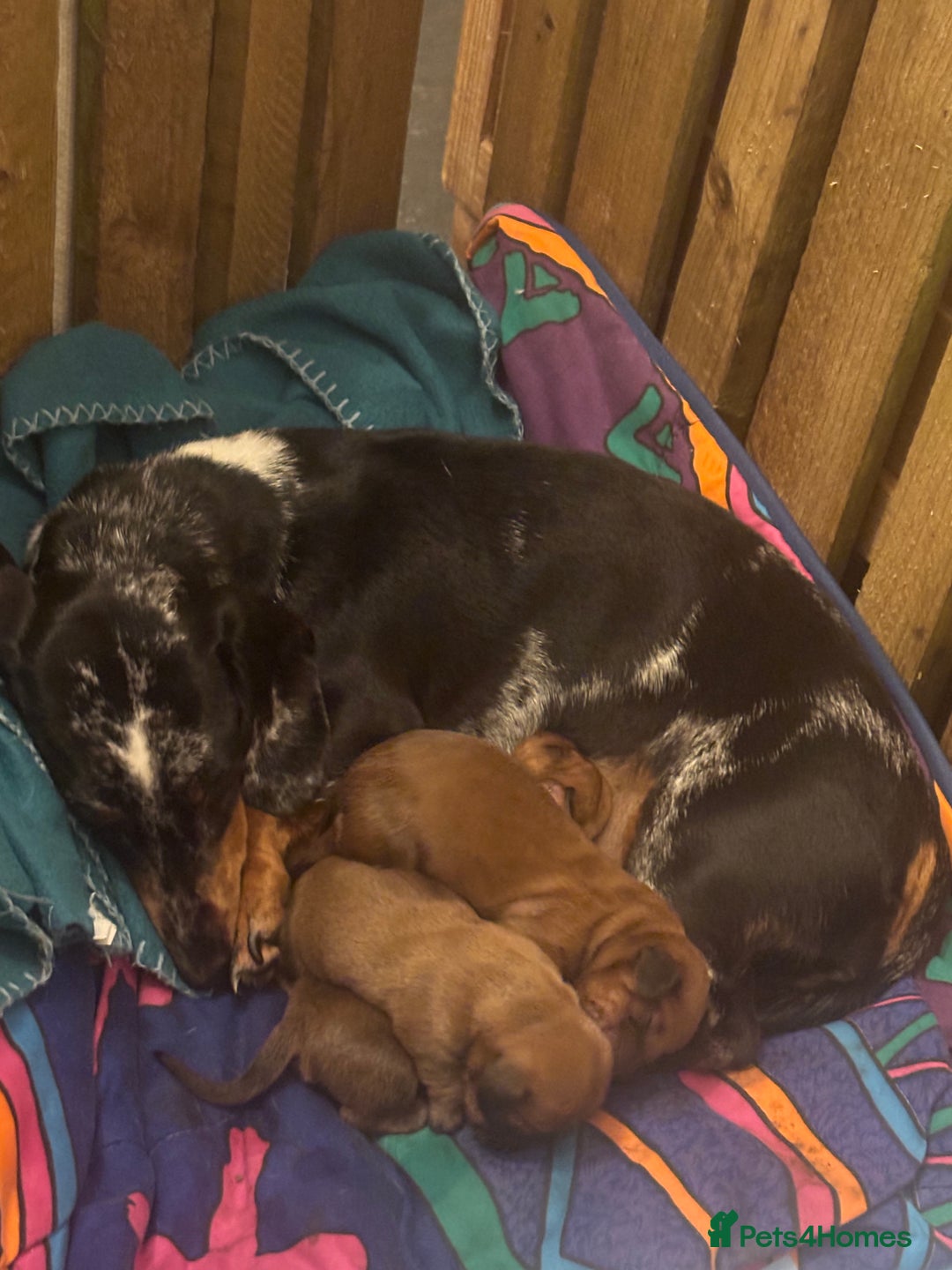 Miniature Dachshund dogs for sale: Miniature dachshund puppies  - Advert 17