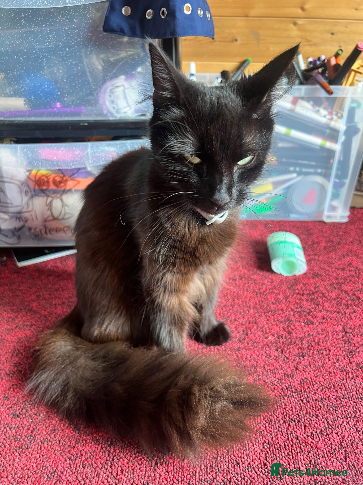 Mixed Breed cats Four black kittens looking for loving homes  - Advert 2