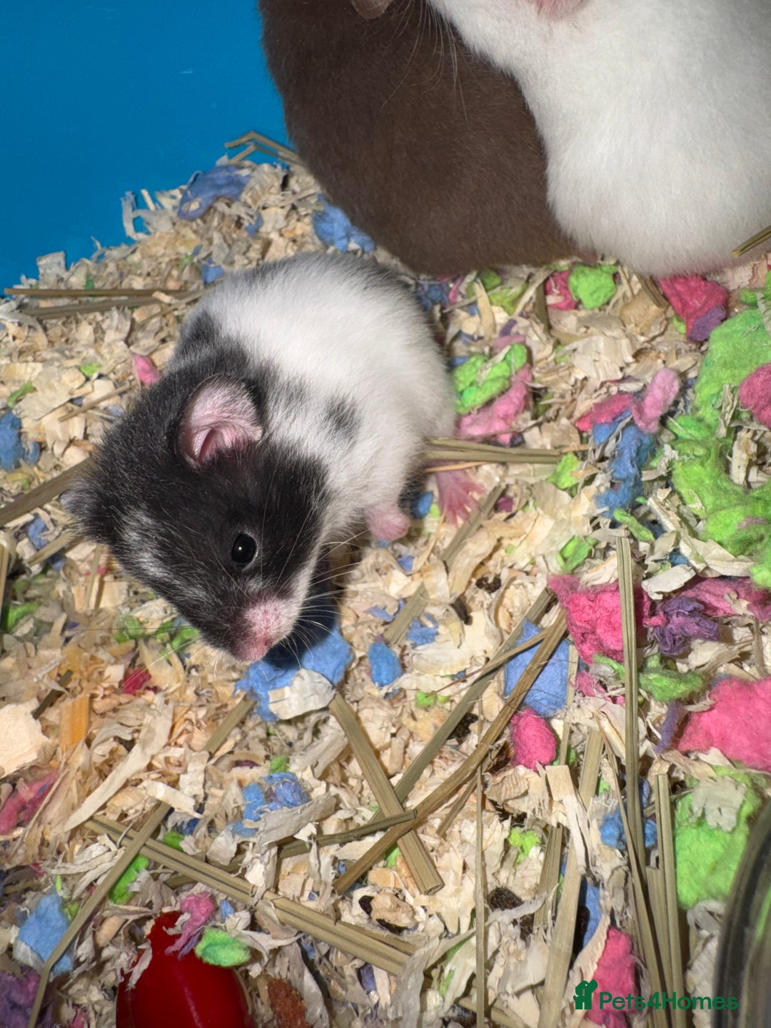 Hamster rodents for sale: Baby hamsters  - Advert 8