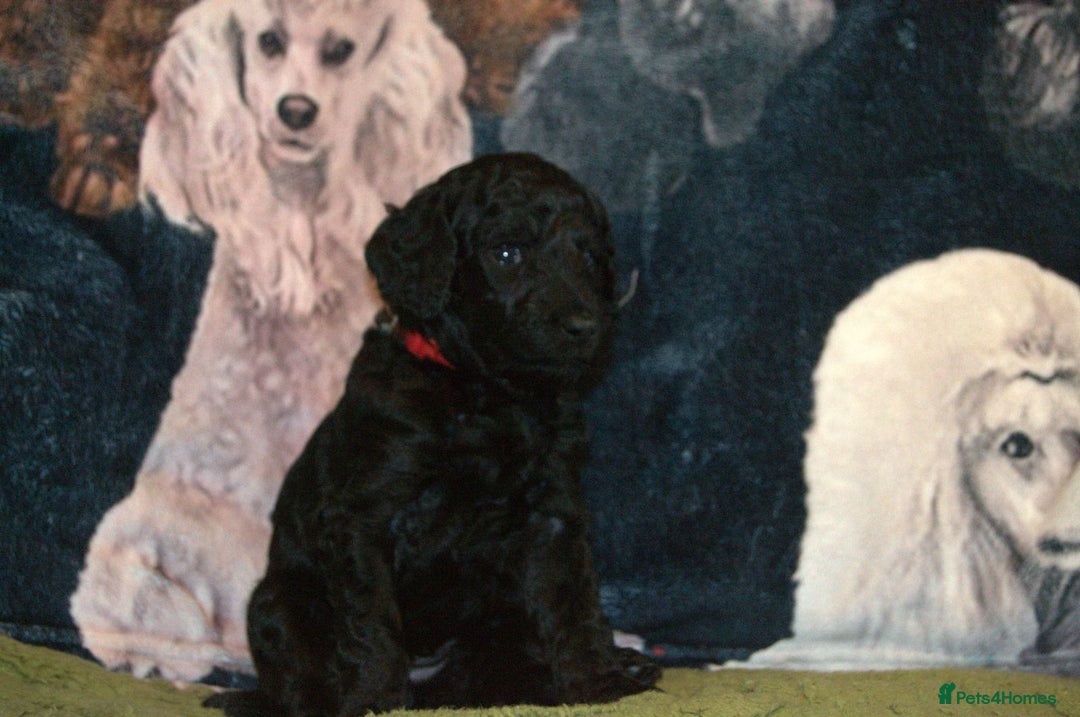 Standard Poodle dogs for sale: Beautiful standard poodle puppies - Advert 10