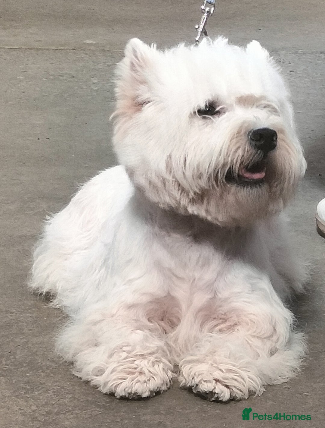 West Highland Terrier dogs for sale: Outstanding KC show line puppies  - Image 9