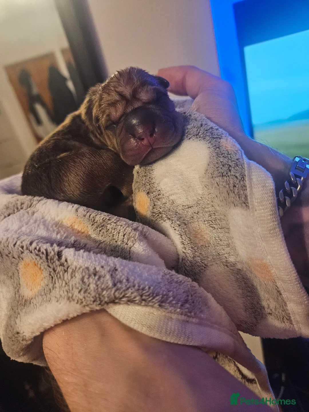 Shar Pei dogs for sale: 7 beautiful shar pei pups  - Advert 19