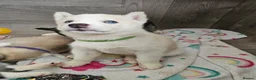 Huskita dogs for sale: Puppies for sale  - Advert 30