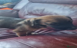 Mixed Breed dogs for sale: Belgian mally x saluki pups  - Image 8