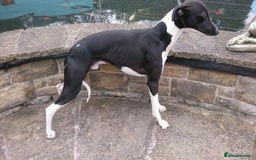 Whippet dogs for sale: 6 stunning whippet puppies  - Image 21
