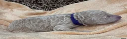 Double Doodle dogs for sale: Sunning littler of Doubledoodle puppies in Grimsby - Advert 14