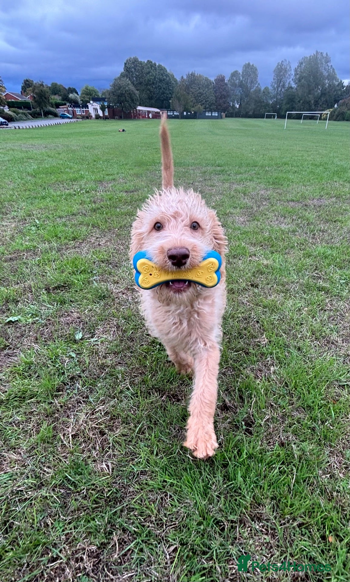 Labradoodle dogs Ready Now! Beautiful F1b Labradoodles  - Advert 1