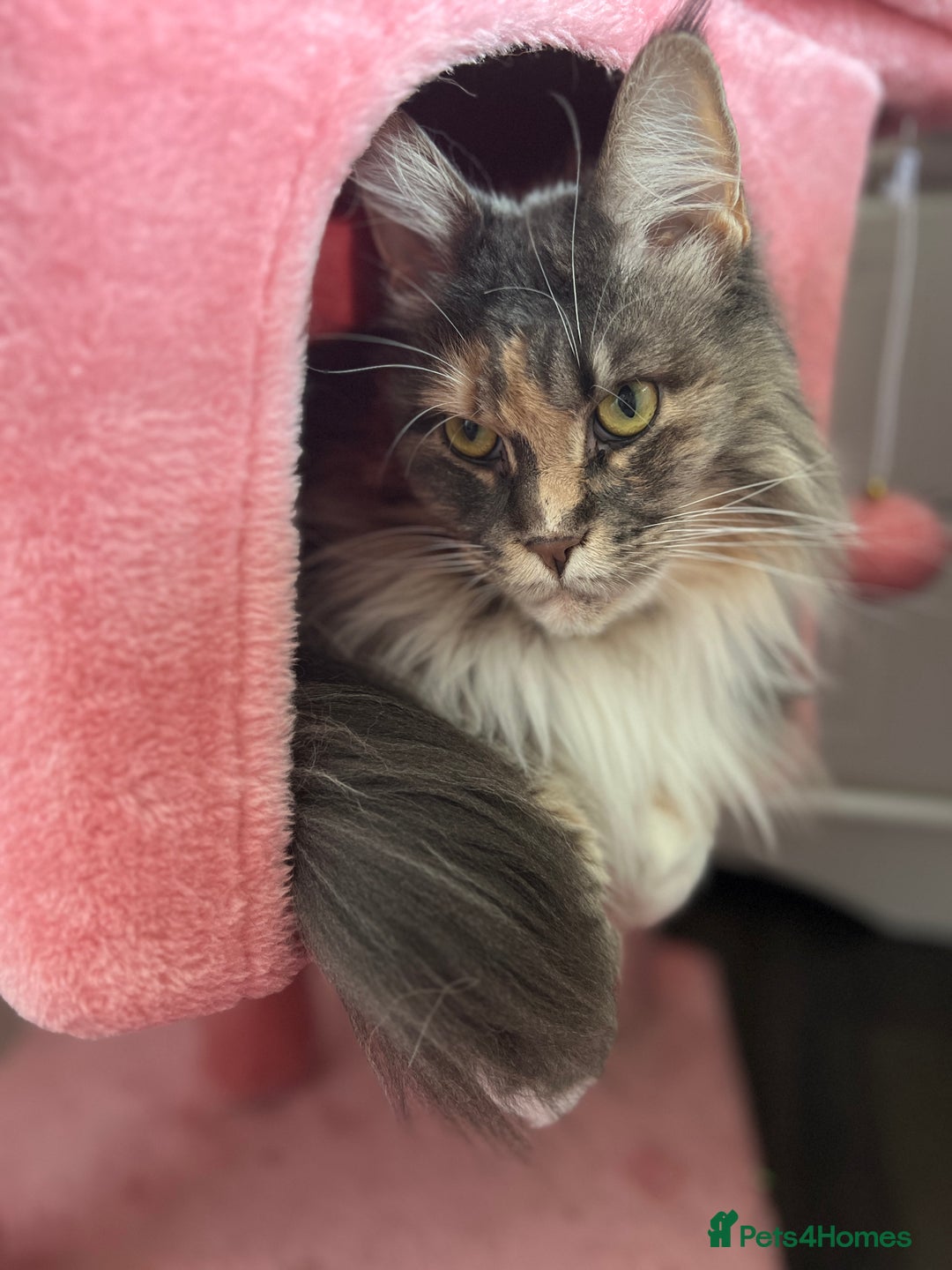 Maine Coon cats for sale: Pedigree registered female maine coon for sale - Advert 6