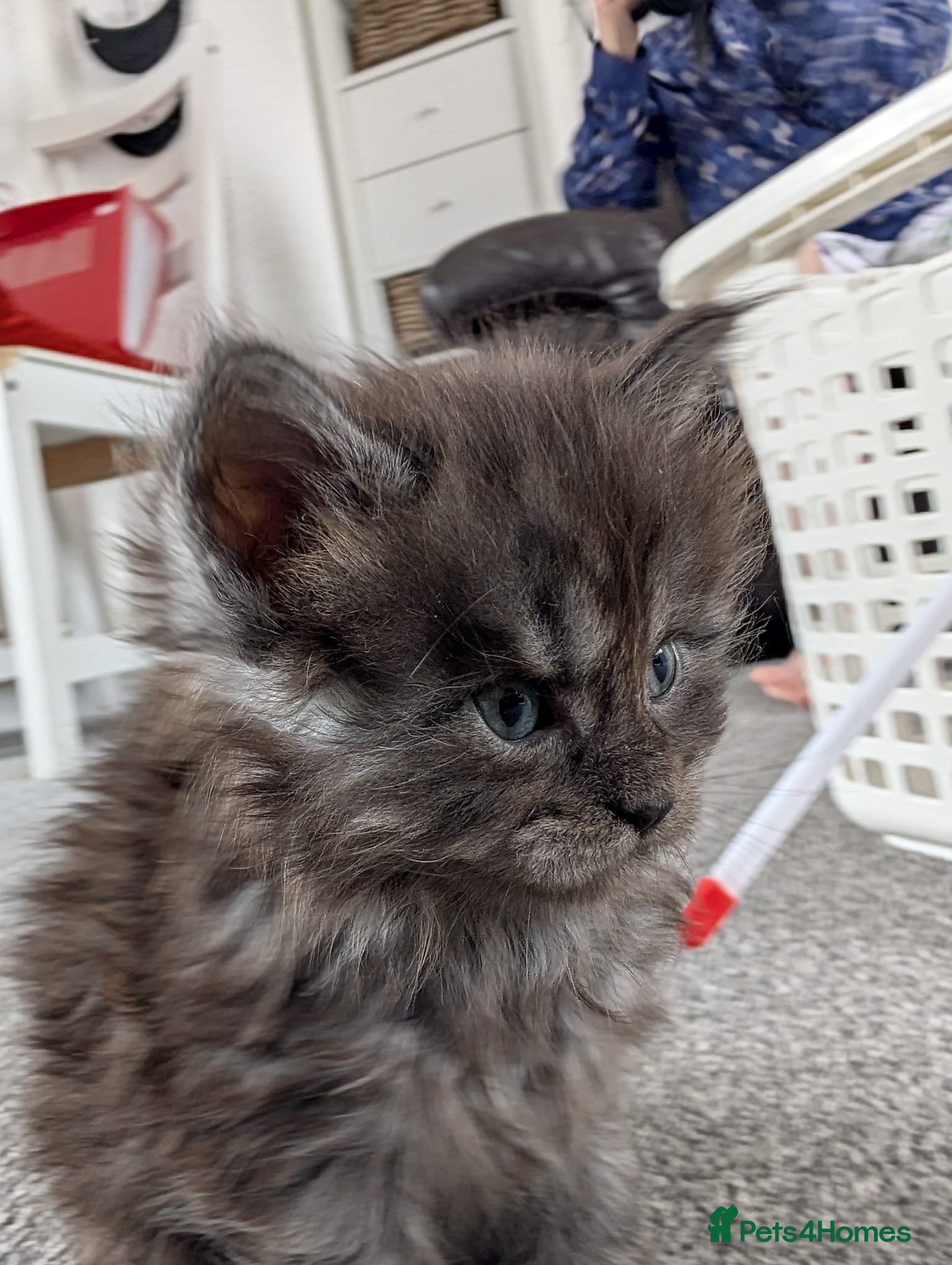 Maine Coon cats for sale: Maine coon kittens  - Advert 25