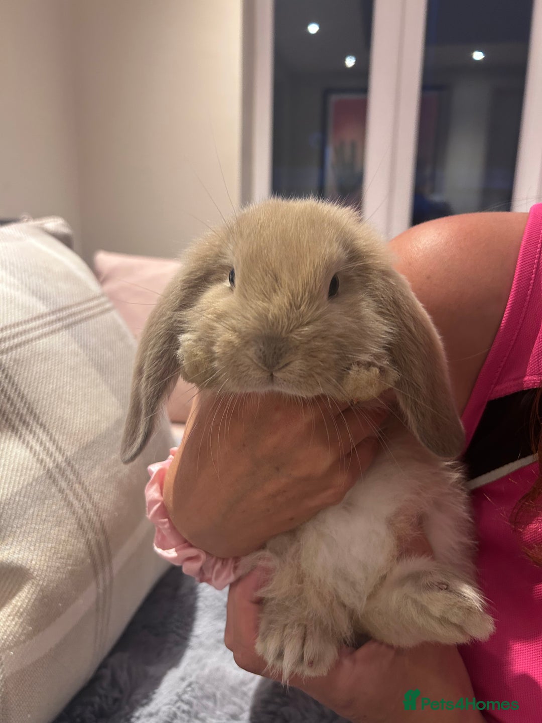 French Lop rabbits for sale: Pure bred French lop bunnies - Image 5