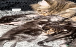 Maine Coon cats for sale: Outstanding pedigree kittens - Image 21
