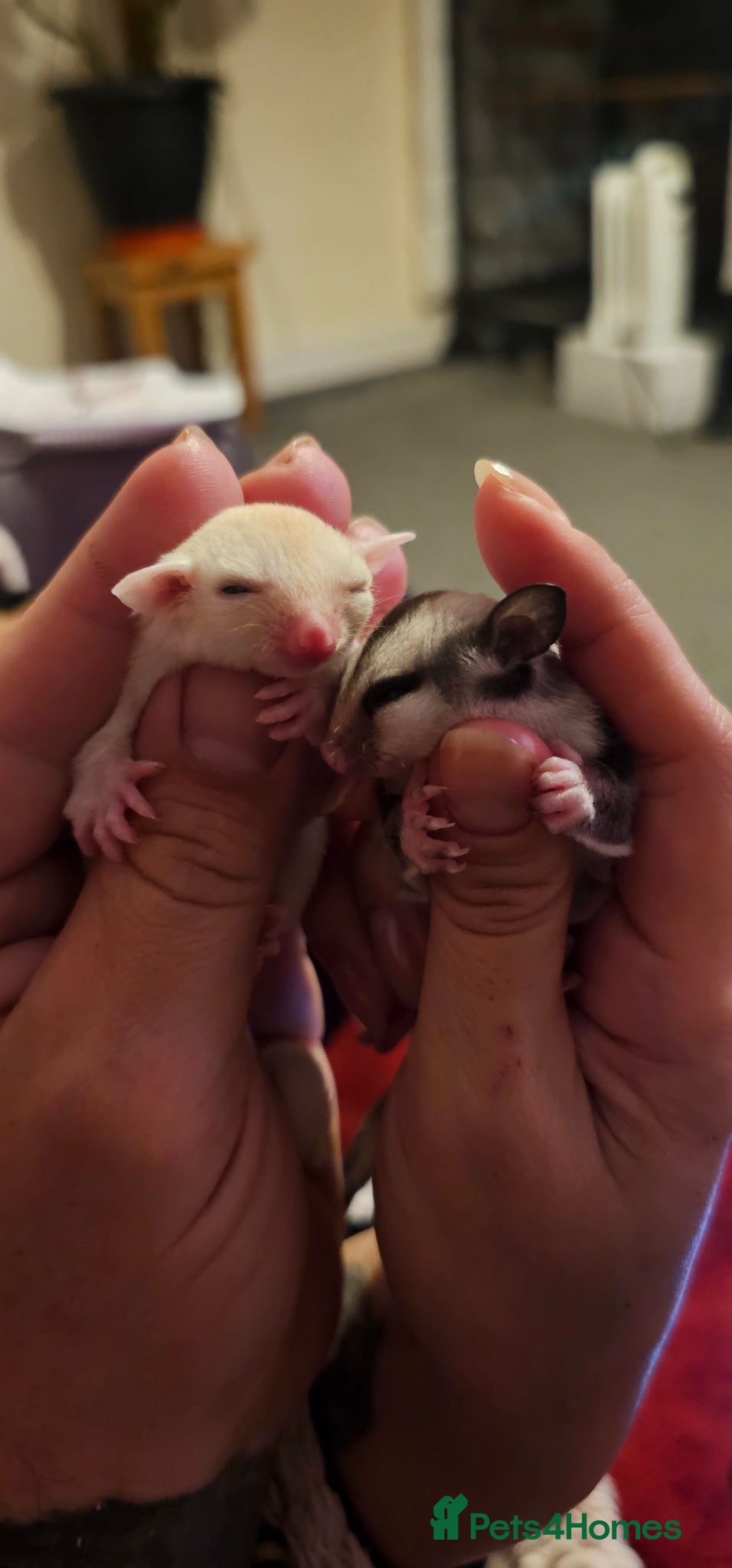 Sugar Glider rodents Rare Leucistic White & Grey Sugar Glider Joeys 🦘✨ - Advert 15