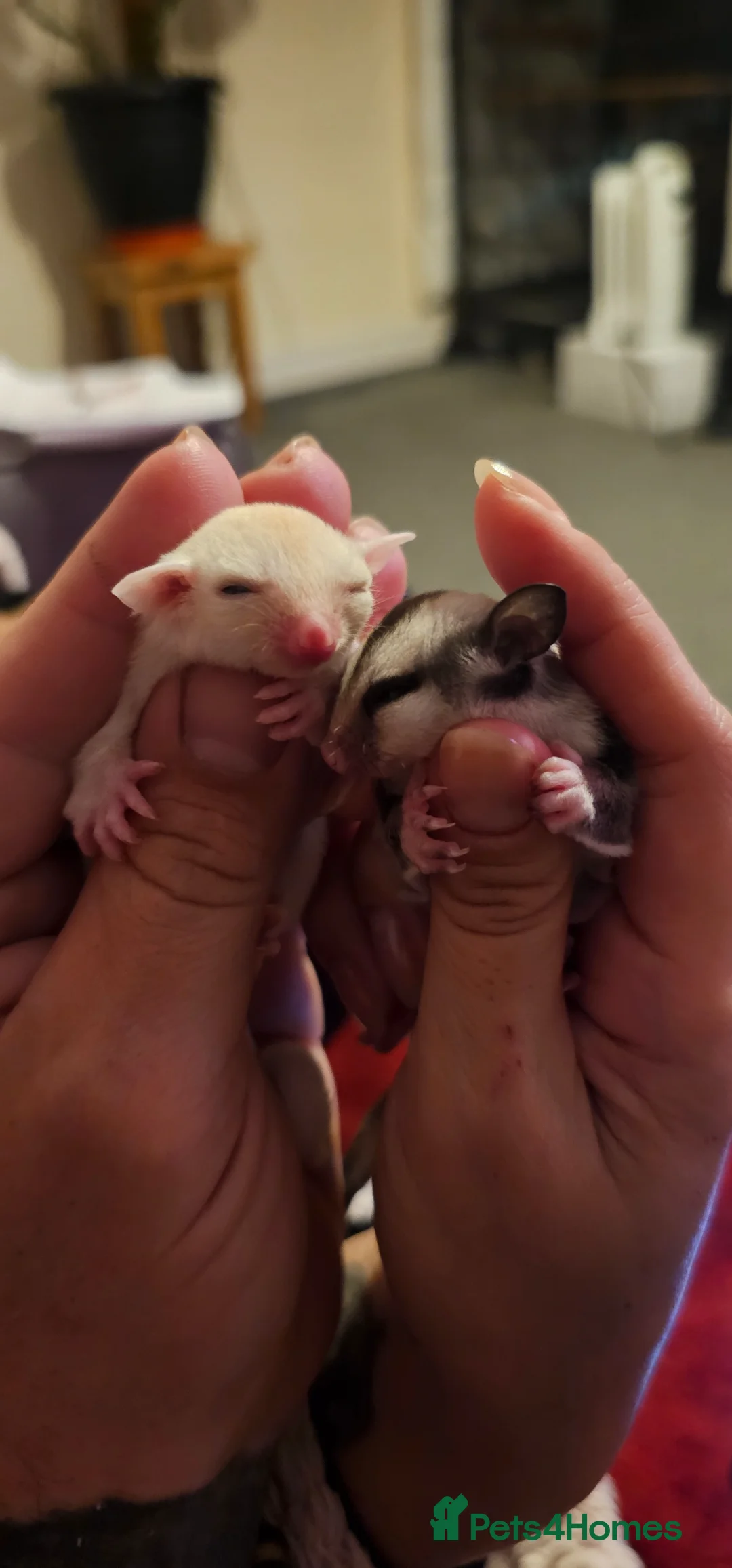Sugar Glider rodents for sale: Rare Leucistic White & Grey Sugar Glider Joeys 🦘✨ - Advert 1
