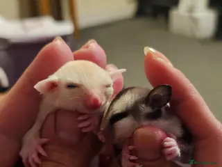 Sugar Glider rodents Rare Leucistic White & Grey Sugar Glider Joeys 🦘✨ - Advert 15