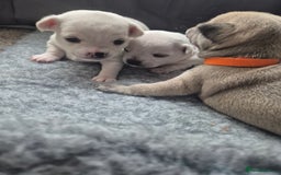 Chihuahua dogs for sale: 4 beautiful chihuahua puppies - Image 12