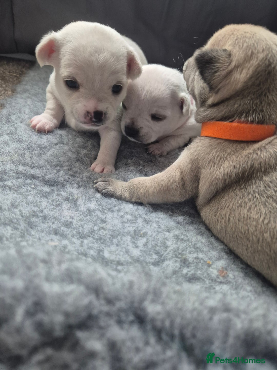 Chihuahua dogs for sale: 4 beautiful chihuahua puppies - Image 12