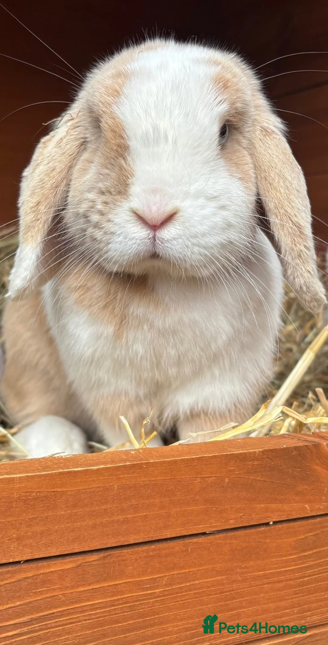 Mini Lop rabbits for sale: 🐰 Adult Doe — Pet Home Only 🐰 - Advert 3