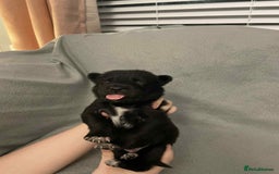 Mixed Breed dogs for sale: Thai ridgeback x merle border collie  - Image 8