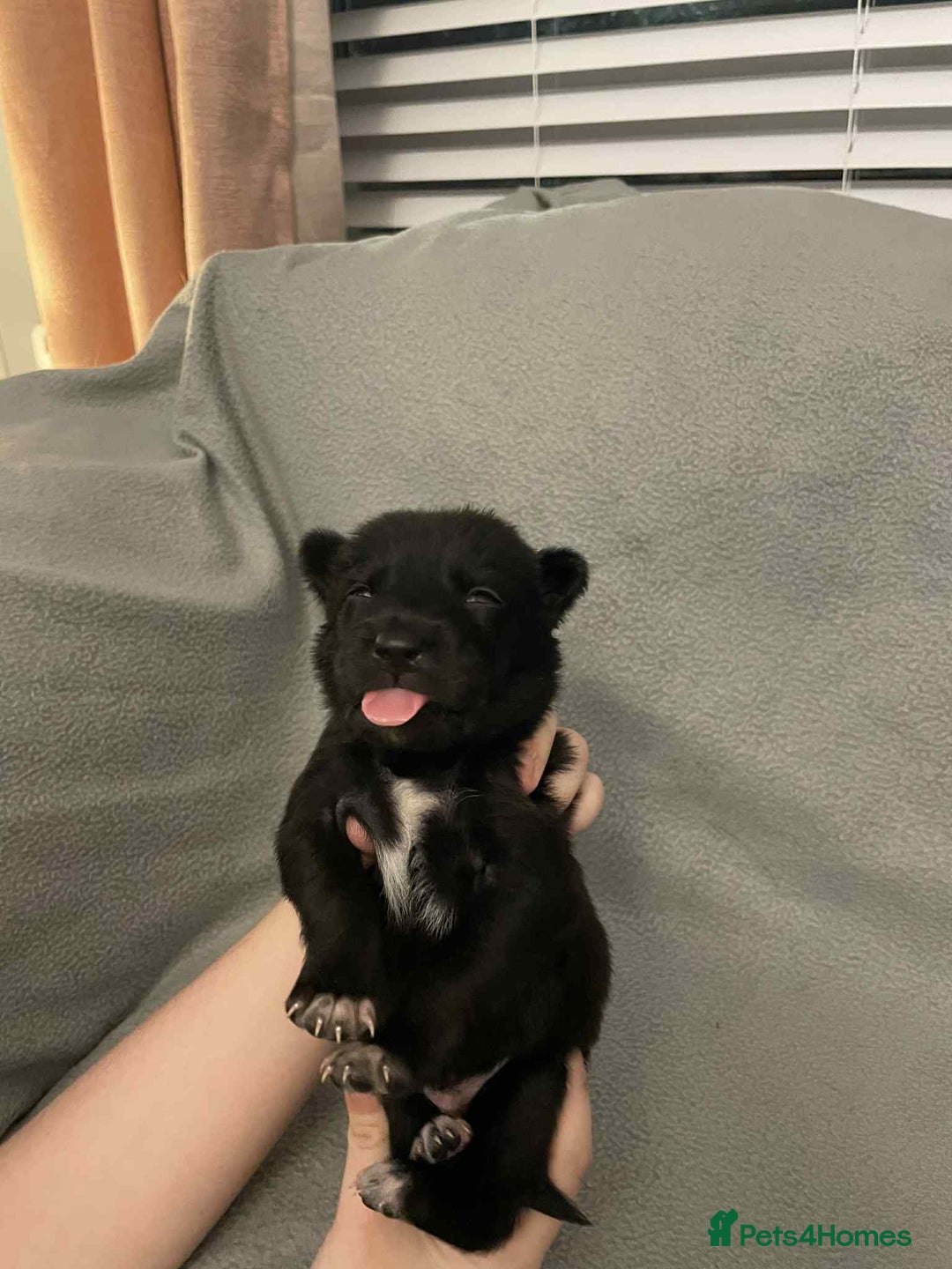 Mixed Breed dogs for sale: Thai ridgeback x merle border collie  - Image 8