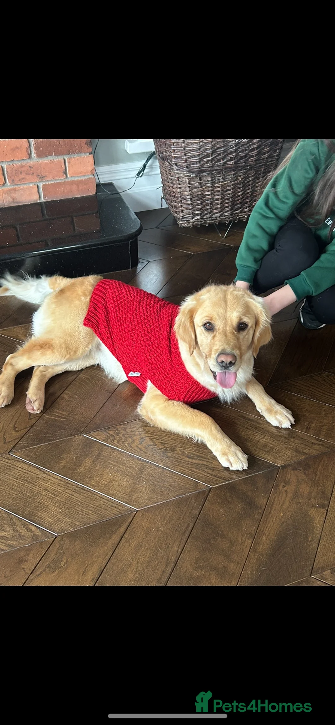 Golden Retriever dogs for sale: Golden Retriever Pups for sale  - Advert 2