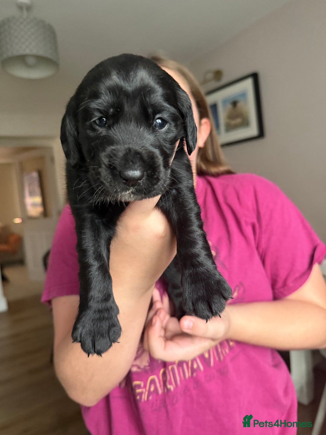 Cockerdor dogs for sale: F1 Cockerador Puppies  - Advert 22