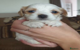 Maltipoo dogs for sale: 6 Pedigree Club registered Maltipoo puppies - Image 22