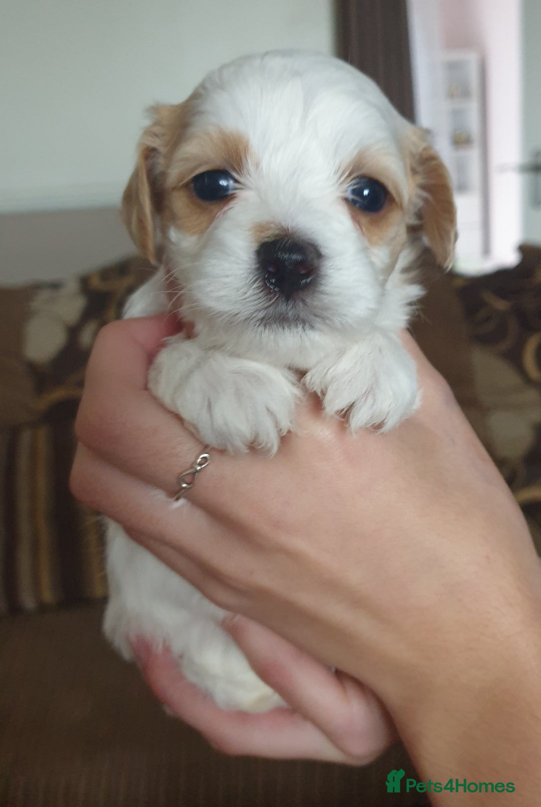 Maltipoo dogs for sale: 6 Pedigree Club registered Maltipoo puppies - Image 22