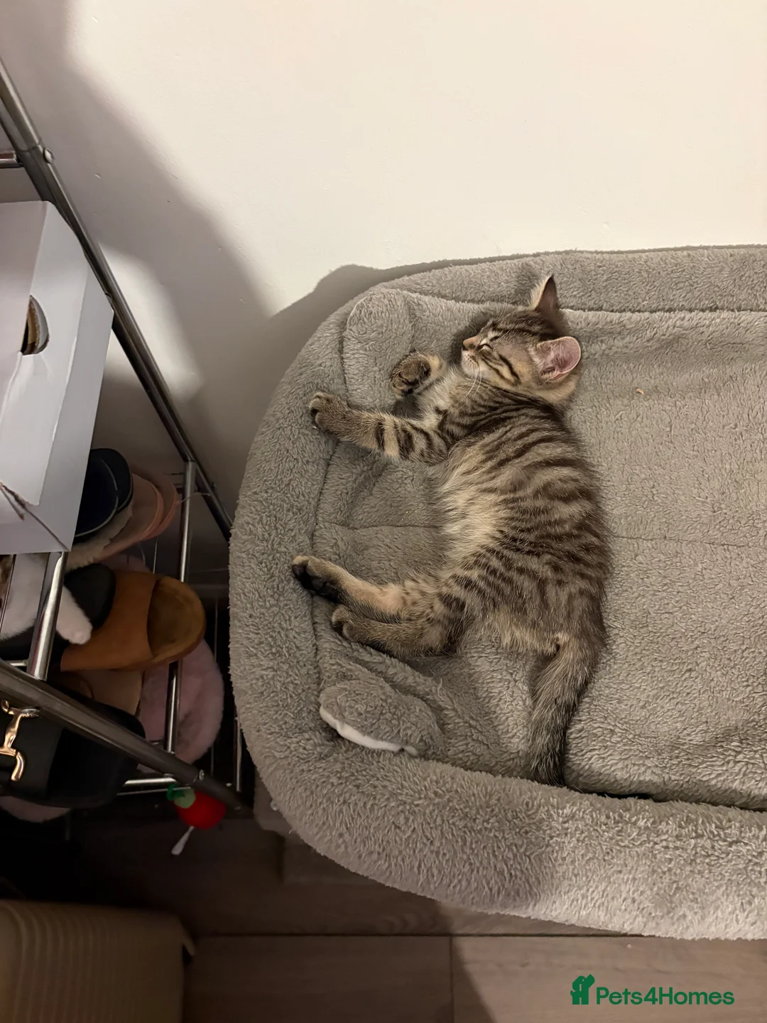 Bengal cats for sale: 🐾 Gorgeous Bengal Kittens – 3 Boys & 1 Girl 🐾 - Advert 2