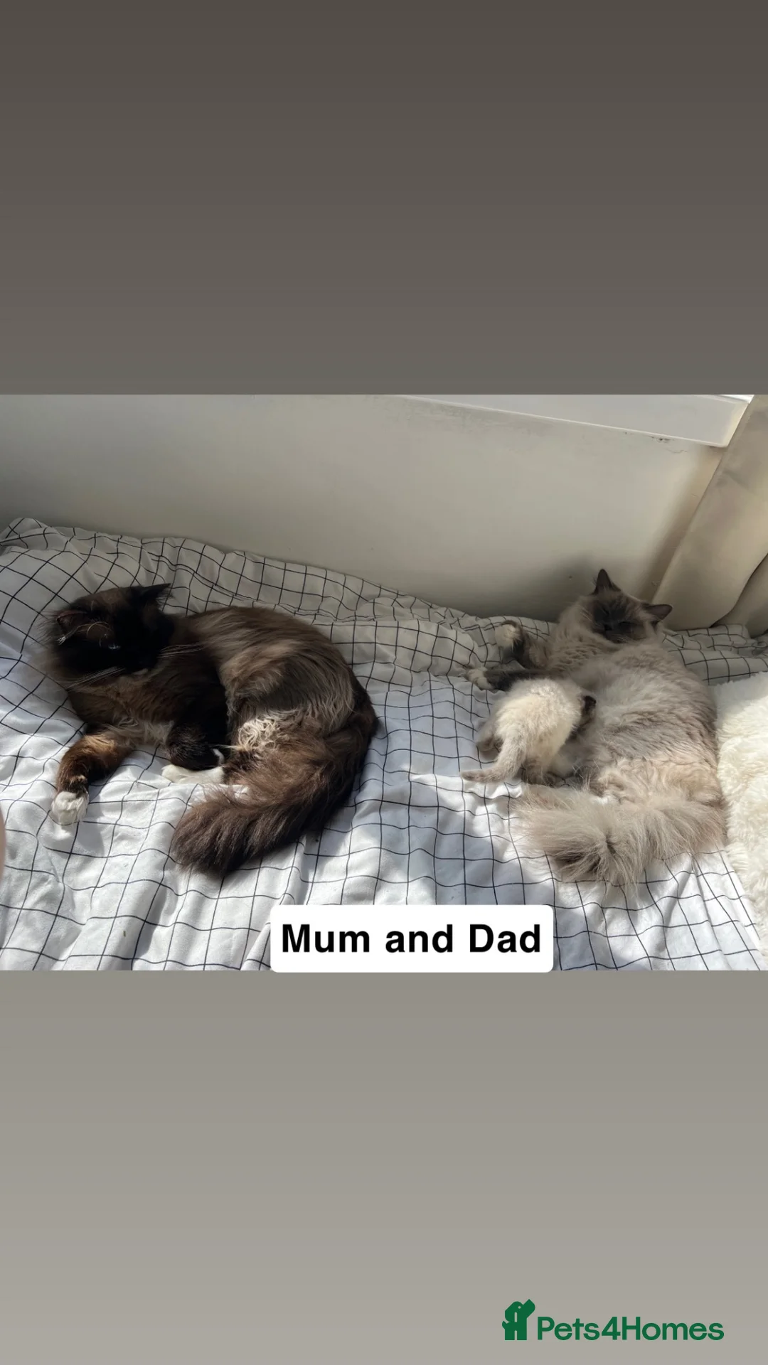 Ragdoll cats for sale: 5 month old Pedigree Seal point Ragdoll Kitten - Advert 7