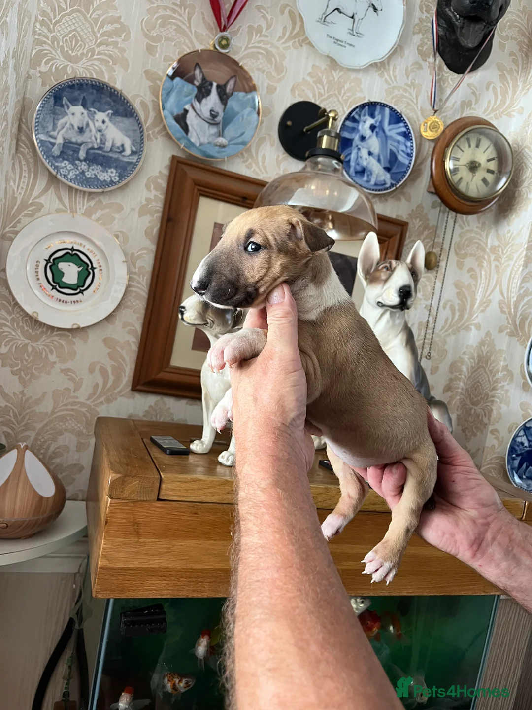 English Bull Terrier dogs for sale: English bull terrier puppies - Advert 2