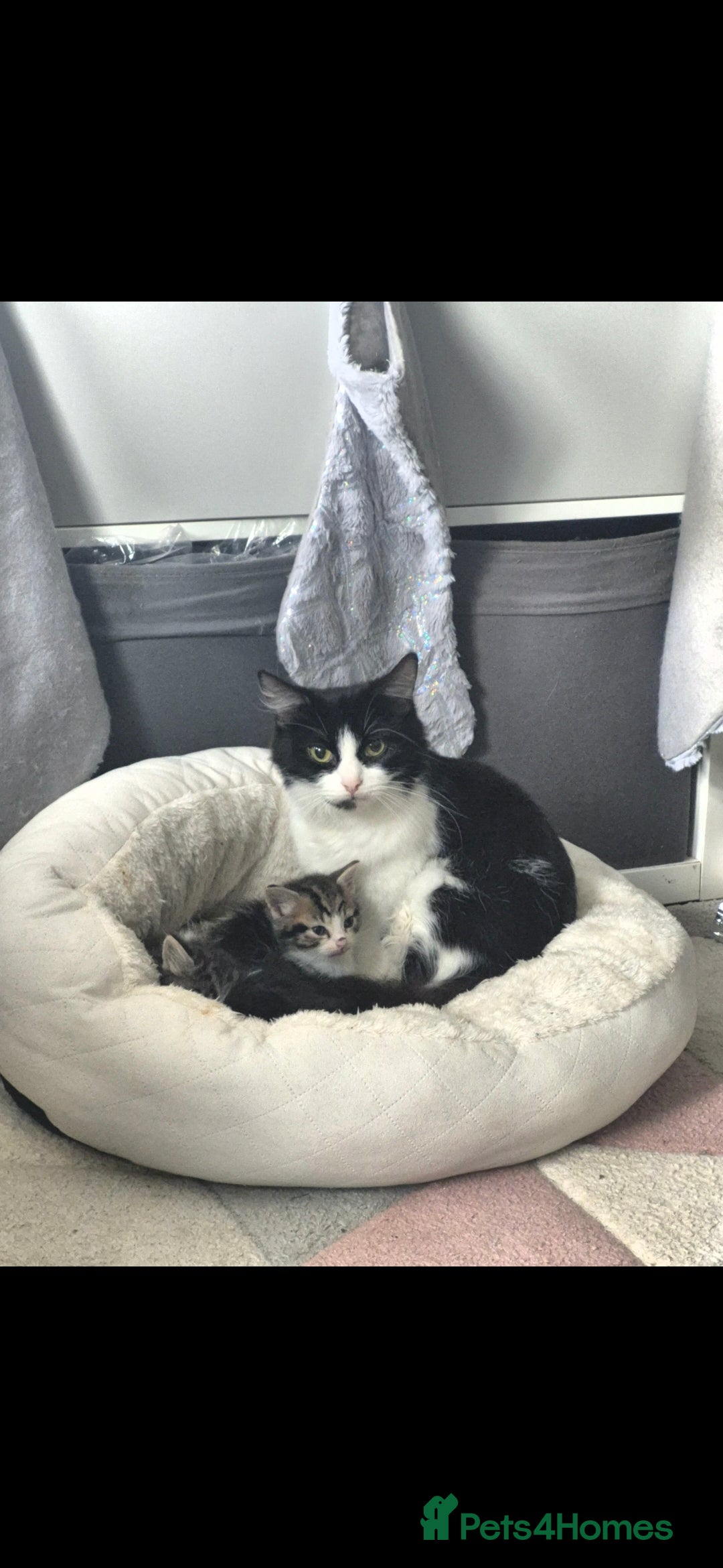 Persian cats for sale: 2 adorable Persian crosses READY NOW  - Advert 1