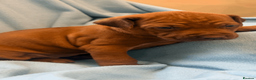 Rhodesian Ridgeback dogs for sale: Rhodesian Ridgeback Puppies EU Pedigree - Advert 19